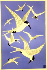 2. Fairy Terns