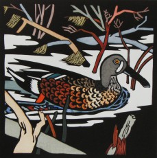 Blue-winged Shoveller